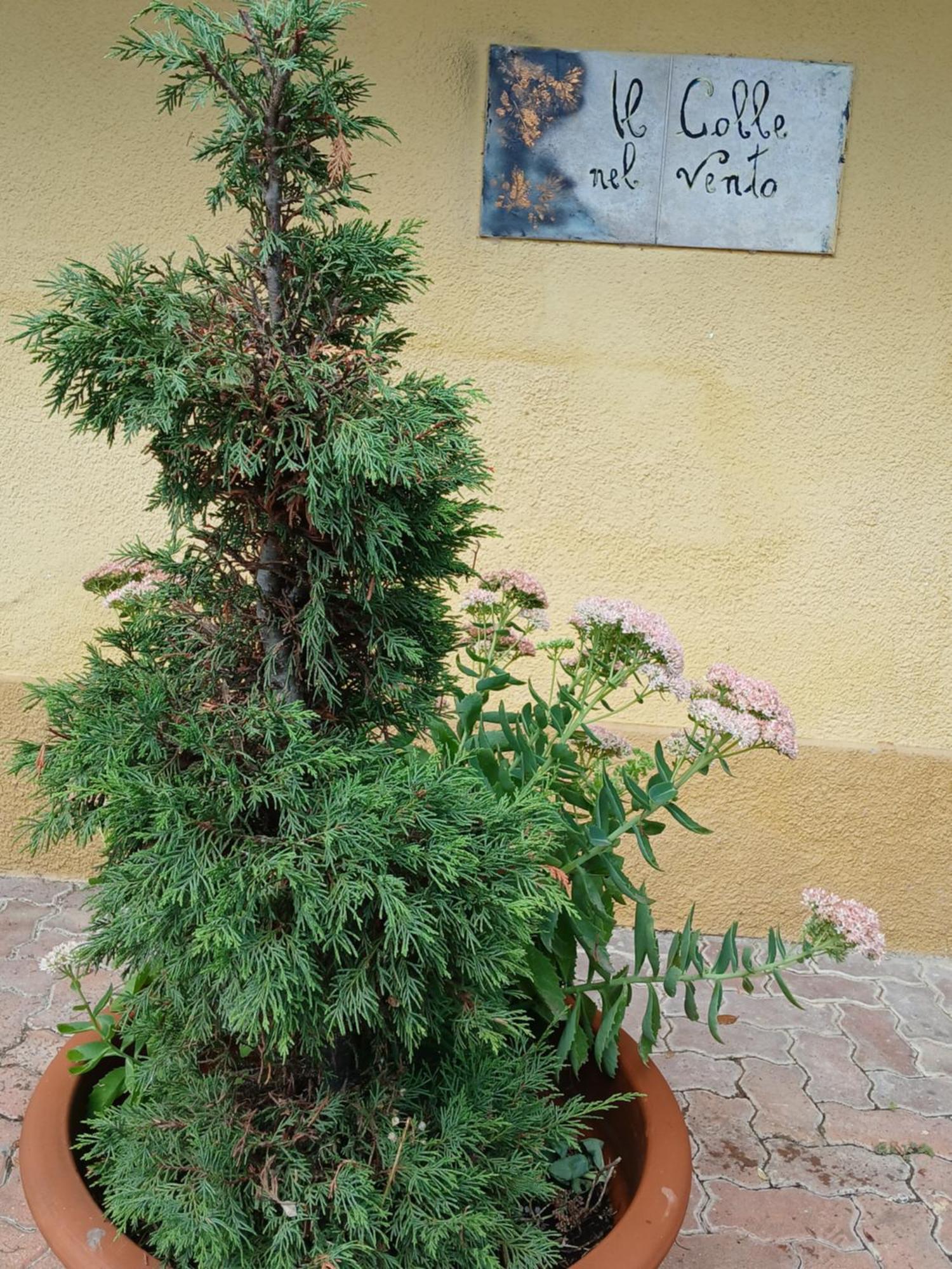 Casa Vacanza Il Colle Del Vento Calosso Екстериор снимка